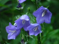 Campanula persicifoliaPrachtklokje bestellen